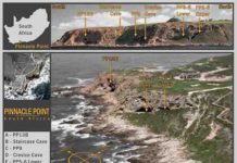 Research shows humans thrived through Toba super-volcanic eruption The team has been excavating caves at Pinnacle Point, South Africa, for nearly 20 years. Glass shards were discovered at the PP5-6 location.