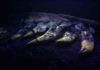 Researchers investigate ‘baby’ tyrannosaur fossil unearthed in Montana Back at the lab, the researchers found the fossil glowed under a black light