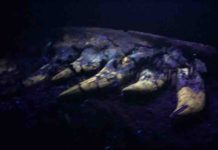 Researchers investigate ‘baby’ tyrannosaur fossil unearthed in Montana Back at the lab, the researchers found the fossil glowed under a black light