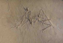 The early bird got to fly: Archaeopteryx was an active flyer The Munich specimen of the transitional bird Archaeopteryx. It preserves a partial skull (top left), shoulder girdle and both wings slightly raised up (most left to center left), the ribcage (center), and the pelvic girdle and both legs in a 'cycling' posture (right); all connected by the vertebral column from the neck (top left, under the skull) to the tip of the tail (most right). Imprints of its wing feathers are visible radiating from below the shoulder and vague imprints of the tail plumage can be recognized extending from the tip of the tail.