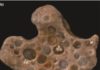 Tiny bubbles of oxygen got trapped 1.6 billion years ago Fossilized bubbles and cyanobacterial fabric from 1.6 billion-year-old phosphatized microbial mats from Vindhyan Supergroup, central India.