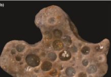 Fossilized bubbles and cyanobacterial fabric from 1.6 billion-year-old phosphatized microbial mats from Vindhyan Supergroup, central India.