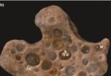 Tiny bubbles of oxygen got trapped 1.6 billion years ago Fossilized bubbles and cyanobacterial fabric from 1.6 billion-year-old phosphatized microbial mats from Vindhyan Supergroup, central India.