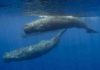 Why aquatic mammals need to be big, but not too big Sperm whales (above), which have teeth, don’t grow as large as baleen whales