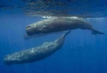 Why aquatic mammals need to be big, but not too big Sperm whales (above), which have teeth, don’t grow as large as baleen whales