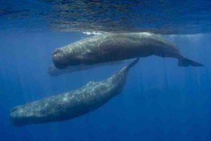 Sperm whales (above), which have teeth, don’t grow as large as baleen whales