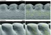 Dinosaurs’ tooth wear sheds light on their predatory lives This figure shows microwear patterns on the teeth of three theropods.