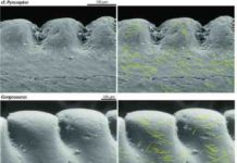 Dinosaurs’ tooth wear sheds light on their predatory lives This figure shows microwear patterns on the teeth of three theropods.