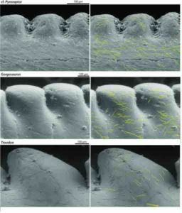 This figure shows microwear patterns on the teeth of three theropods.