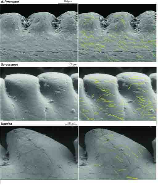 Dinosaur Tooth Scan Dinosaurs' tooth wear sheds light on their predatory lives | Geology Page