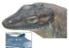 Extinct monitor lizard had four eyes, fossil evidence shows This image depicts a reconstruction of what the extinct monitor lizard might have looked like.