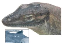 Extinct monitor lizard had four eyes, fossil evidence shows This image depicts a reconstruction of what the extinct monitor lizard might have looked like.
