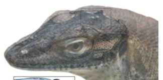 This image depicts a reconstruction of what the extinct monitor lizard might have looked like.