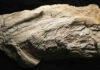 First an alga, then a squid, enigmatic fossil is actually a fish Platylithophycus cretaceus specimen. The scale bar is 5 centimeters.