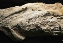 First an alga, then a squid, enigmatic fossil is actually a fish Platylithophycus cretaceus specimen. The scale bar is 5 centimeters.