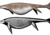 Giant ichthyosaur is one of largest animals ever Shonisaurus