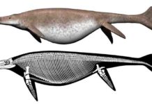 Giant ichthyosaur is one of largest animals ever Shonisaurus