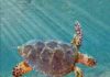 New ancestor of modern sea turtles found in Alabama Peritresius martini turtle