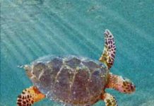 New ancestor of modern sea turtles found in Alabama Peritresius martini turtle
