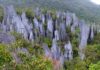 New source of global nitrogen discovered The Pinnacles of Gunung Mulu in Borneo