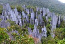 New source of global nitrogen discovered The Pinnacles of Gunung Mulu in Borneo