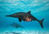 Nevada home to 246M-year-old fossil of pregnant ichthyosaur Ichthyosaur