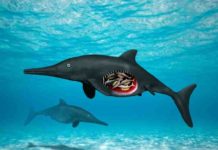 Prehistoric reptile pregnant with octuplets Ichthyosaur
