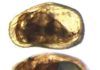 Scientists Understand the Role of Sexual Selection in Extinction Female (top) and male (below) of the ostracod Cypideis salebrosa.