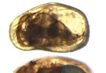 Scientists Understand the Role of Sexual Selection in Extinction Female (top) and male (below) of the ostracod Cypideis salebrosa.