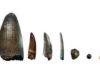 The dinosaur menu, as revealed by calcium Teeth from the Gadoufaoua deposit (Niger). The scale bar represents 2 cm. From left to right: teeth of a giant crocodile, Sarcosuchus imperator, a spinosaurid, a non-spinosaurid theropod (abelisaurid or carcharodontosaurid), a pterosaur, a hadrosaurid (a herbivorous dinosaur), a pycnodont (fish), and a small crocodylomorph.