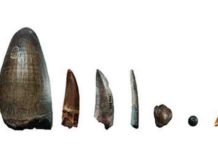 The dinosaur menu, as revealed by calcium Teeth from the Gadoufaoua deposit (Niger). The scale bar represents 2 cm. From left to right: teeth of a giant crocodile, Sarcosuchus imperator, a spinosaurid, a non-spinosaurid theropod (abelisaurid or carcharodontosaurid), a pterosaur, a hadrosaurid (a herbivorous dinosaur), a pycnodont (fish), and a small crocodylomorph.