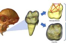 CT-rendered chimpanzee cranium (left) with enlarged image of a virtually extracted molar (middle).