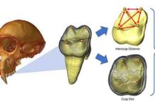 The secret life of teeth: Evo-devo models of tooth development CT-rendered chimpanzee cranium (left) with enlarged image of a virtually extracted molar (middle).