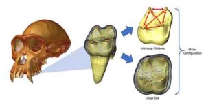 CT-rendered chimpanzee cranium (left) with enlarged image of a virtually extracted molar (middle).