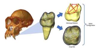 CT-rendered chimpanzee cranium (left) with enlarged image of a virtually extracted molar (middle).