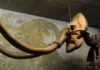 Unprecedented wave of large-mammal extinctions linked to prehistoric humans Mammoth