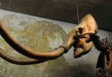 Unprecedented wave of large-mammal extinctions linked to prehistoric humans Mammoth