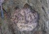 World’s largest dinosaur found in Scotland The 170 million-year-old tracks were made in a muddy lagoon off the north-east coast of what is now the Isle of Skye Credit: University of Edinburgh/PA Wire