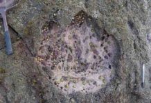 World’s largest dinosaur found in Scotland The 170 million-year-old tracks were made in a muddy lagoon off the north-east coast of what is now the Isle of Skye Credit: University of Edinburgh/PA Wire