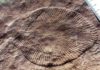 Ediacara Biota flourished in bacterially rich marine habitats A Dickinsonia fossil animal of the Ediacaran era.