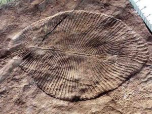 A Dickinsonia fossil animal of the Ediacaran era.