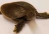 Genome structure of dinosaurs discovered by bird-turtle comparisons Apalone spinifera spiny softshell turtle