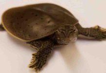 Genome structure of dinosaurs discovered by bird-turtle comparisons Apalone spinifera spiny softshell turtle