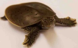 Apalone spinifera spiny softshell turtle