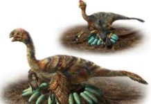 How does a one-tonne dino hatch its eggs? Oviraptorosaurs