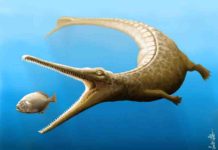 Jurassic fossil tail tells of missing link in crocodile family tree Magyarosuchus fitosi