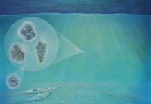 Life recovered rapidly at impact site of dino-killing asteroid An asteroid impact 66 million years ago