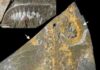 Cambrian predator and stem-lineage euarthropod Anomalocaris canadensis from the Burgess Shale, Canada.