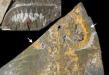 Major fossil study sheds new light on emergence of early animal life 540 million years ago Cambrian predator and stem-lineage euarthropod Anomalocaris canadensis from the Burgess Shale, Canada.