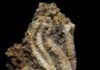 Major shift in marine life occurred 33 million years later sea-lilies